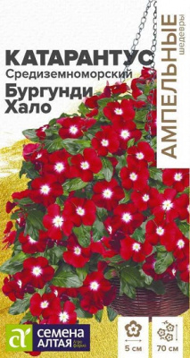 Катарантус Средиземноморский Бурдунди Хало