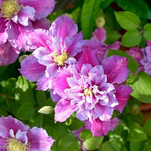 Clematis Piilu_2