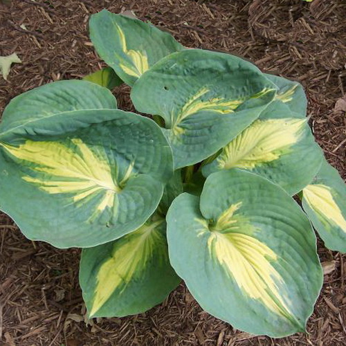 Hosta Dream Queen_3