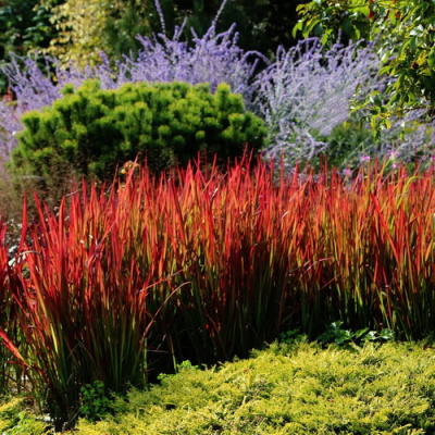 Imperata Cylindrica Red Baron