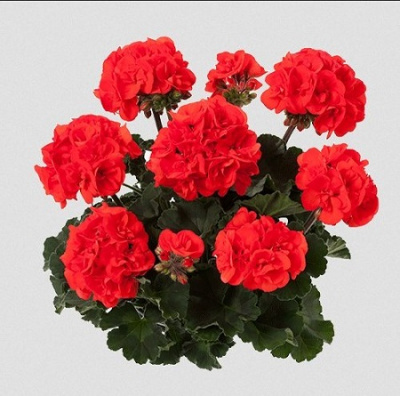 Pelargonium zonale Toscana Erik