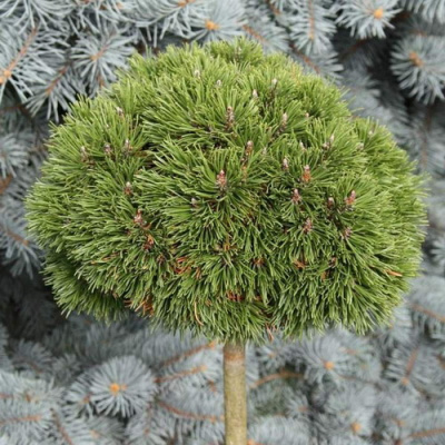 Pinus mugo Kleiner Wimbachii