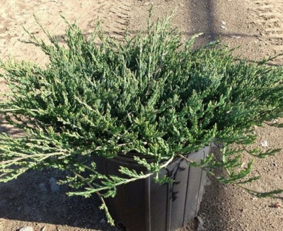 Juniperus horizontalis Jade River