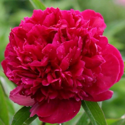 Paeonia Red Sarah Bernhardt_2