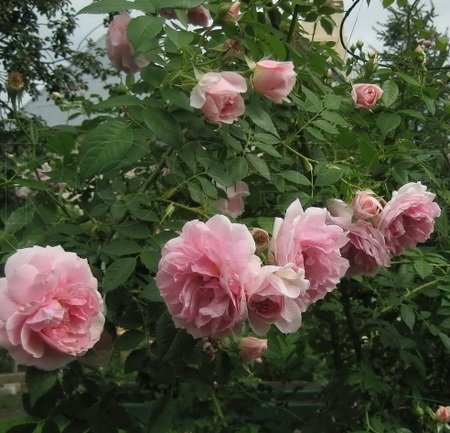 Rosa Kir Royal_1