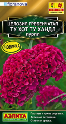 Целозия Ту хот ту хандл пурпл