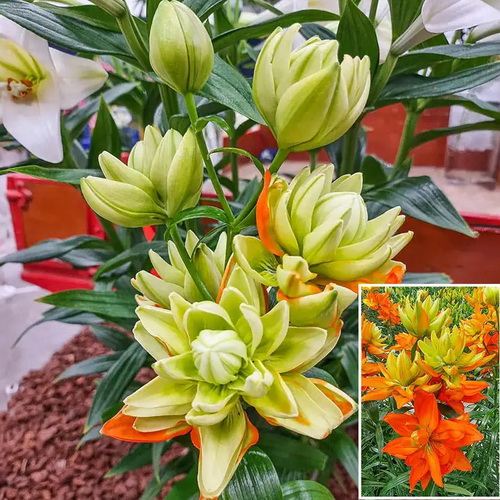 Lilium Hulk_1