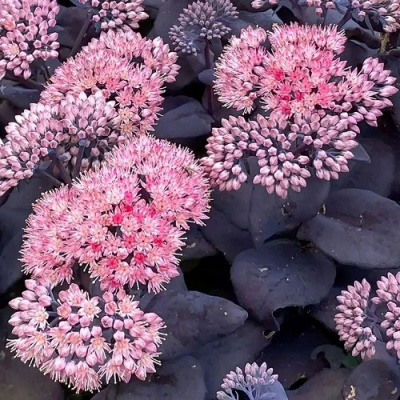 Sedum Mojave Jewels Sapphire