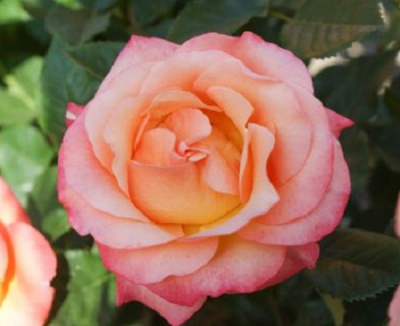 Rosa Ibiza