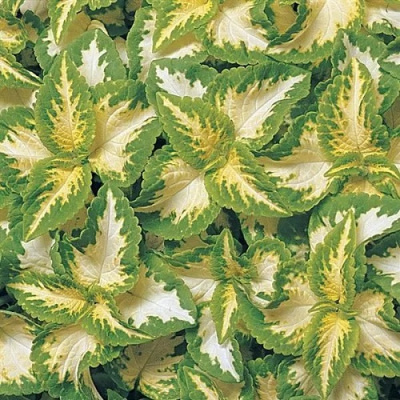Coleus Wizard Jade