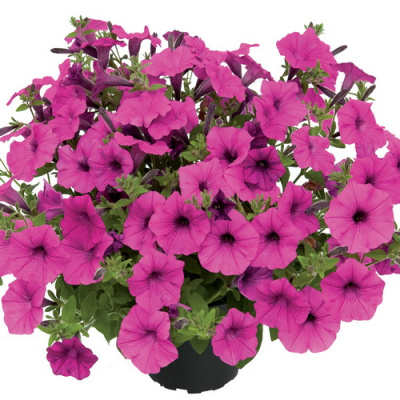 Petunia Pure Raspberry