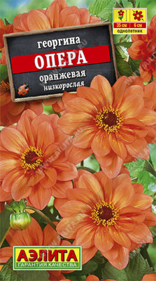 Георгина Опера оранжевая
