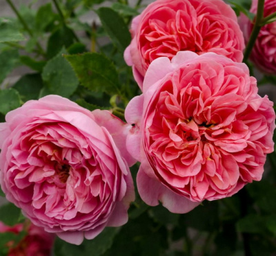 Rosa Boscobel