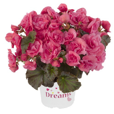 Begonia Solenia Light Pink
