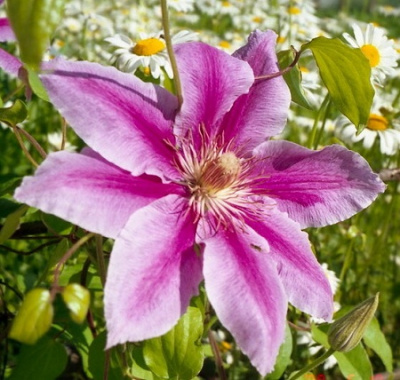 Clematis Sealand Gem