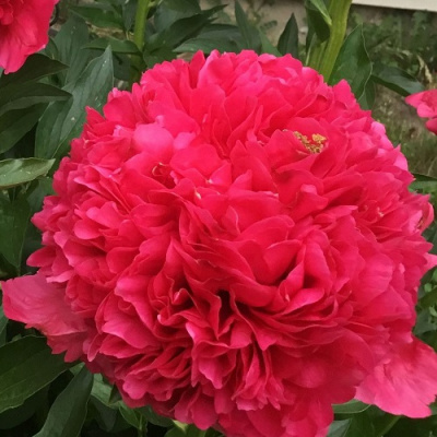 Paeonia Command Performance