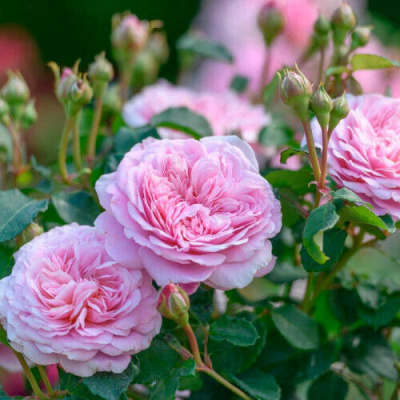 Rosa Eustacia Vye_1
