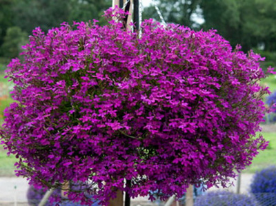 Lobelia Star Purple