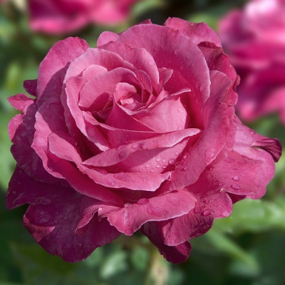 Rosa Caprice de Meilland