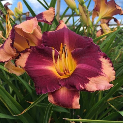 Hemerocalis Grape Sherbert