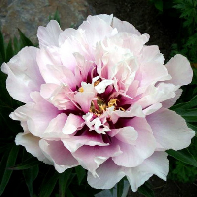 Paeonia Cora Louise