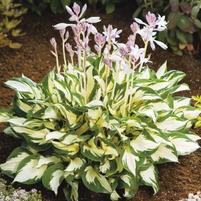 Hosta Paul Revere