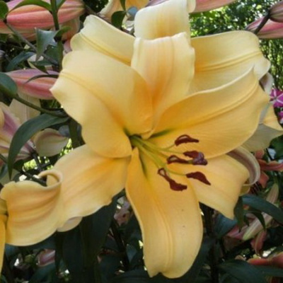 Lilium Orania_1