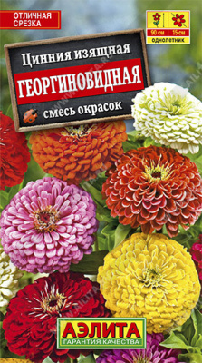 Цинния Георгиновидная, смесь окрасок
