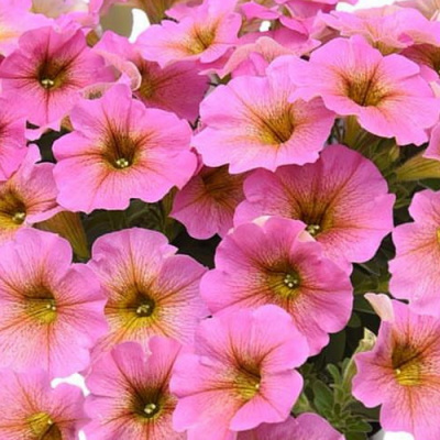 Петхоа BeautiCal Sunray Pink