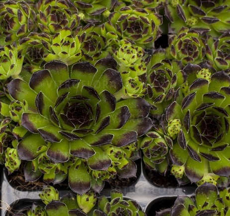 Sempervivum Reinhard_3