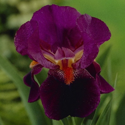 Iris germanica Amsterdam