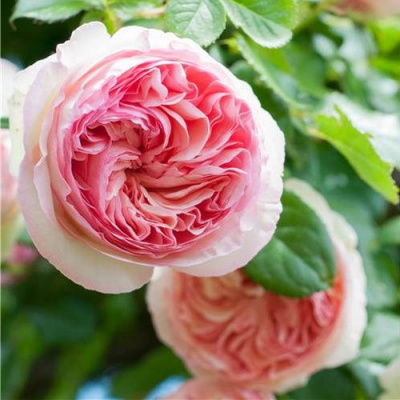 Rosa Grimpant Pier de Ronsard_2