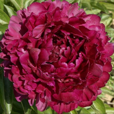 Paeonia Philippe Rivoire