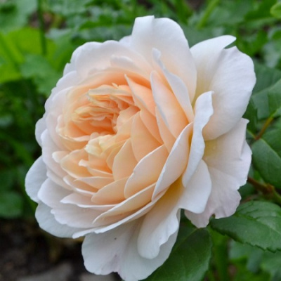 Rosa Crocus Rose