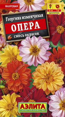 Георгина Опера, смесь окрасок