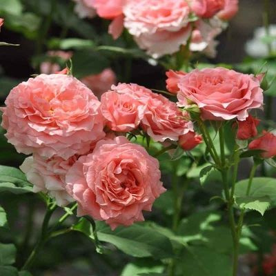 Rosa Corail gelee_3