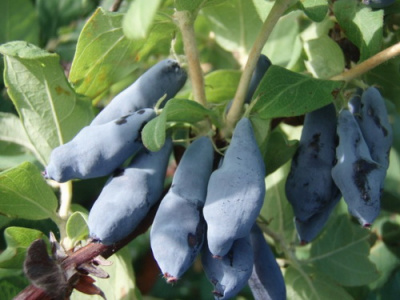 Lonicera Nimfa