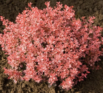 Berberis thunbergii Inspiration