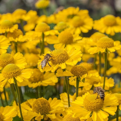 Helenium Mariachi Sombrero