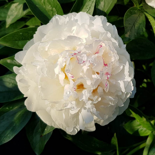 Paeonia Mary E Nicholls_2