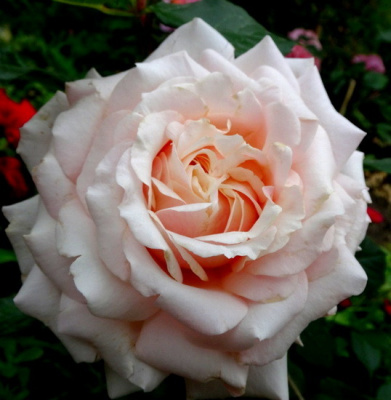 Rosa Barbados