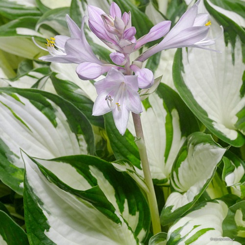 Hosta Amazone_1