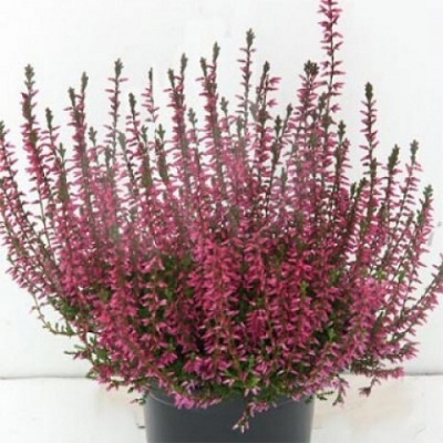 Calluna vulgaris Marlies