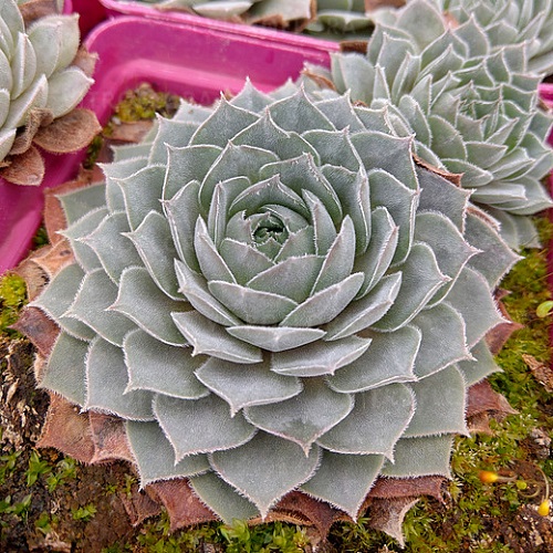 Sempervivum Aquila_1