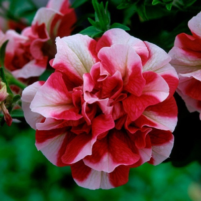 Tumbelina Cherry Ripple_1