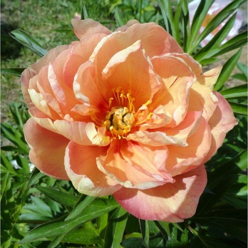 Paeonia Itoh Singing in the Rain_1