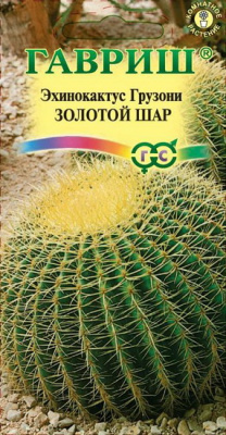 Кактус Эхинокактус Грузона золотой шар