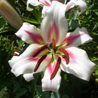 Lilium Bonbini