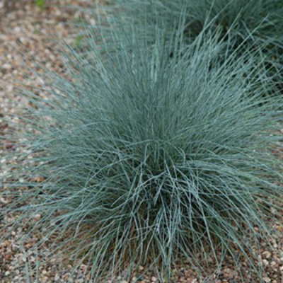 Festuca glauca Azurit