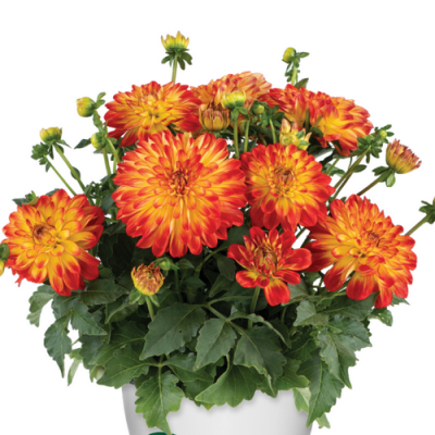 Dahlia Darlin Orange Flare